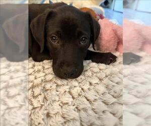 Labrador Retriever Dogs for adoption in Conroe, TX, USA