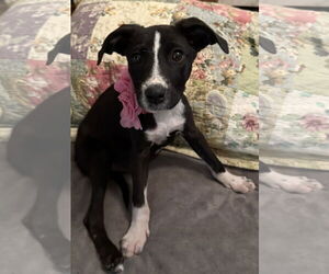 Labrador Retriever-Unknown Mix Dogs for adoption in Euless, TX, USA