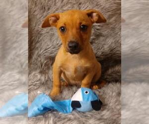 Chiweenie Dogs for adoption in Newark, DE, USA