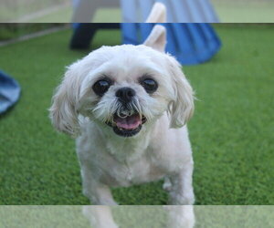 Shih Tzu Dogs for adoption in Chestertown, MD, USA