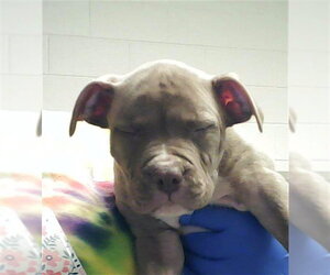 Mutt Dogs for adoption in Fayetteville, NC, USA