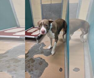 Staffordshire Bull Terrier-Unknown Mix Dogs for adoption in Texas City, TX, USA