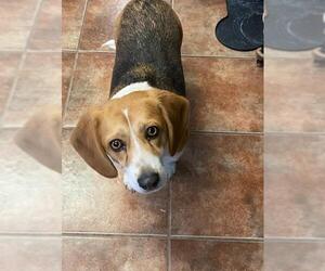 Beagle Dogs for adoption in Amarillo, TX, USA