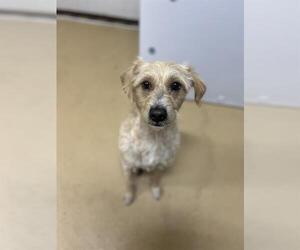 Mutt Dogs for adoption in Chula Vista, CA, USA