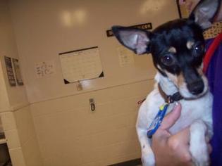 Rat Terrier Dogs for adoption in Gulfport, MS, USA