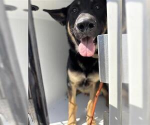 German Shepherd Dog Dogs for adoption in Houston, TX, USA