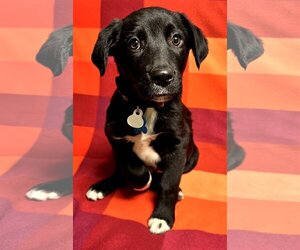 Sheprador Dogs for adoption in Minneapolis, MN, USA