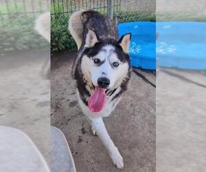 Siberian Husky Dogs for adoption in Sacramento, CA, USA
