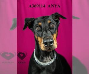 Doberman Pinscher Dogs for adoption in Stockton, CA, USA