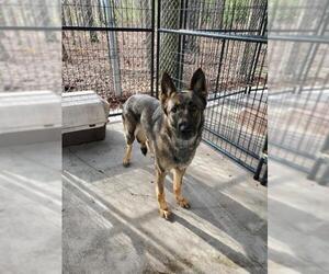 German Shepherd Dog Dogs for adoption in Albemarle, NC, USA