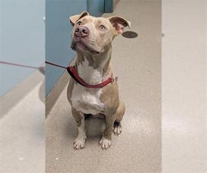 Mutt Dogs for adoption in Newton, NC, USA