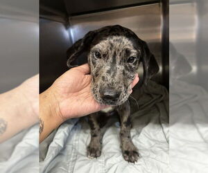 Catahoula Leopard Dog-Unknown Mix Dogs for adoption in Waco, TX, USA