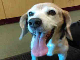 Beagle Dogs for adoption in Missoula, MT, USA
