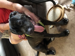 Mutt Dogs for adoption in aurora, IL, USA