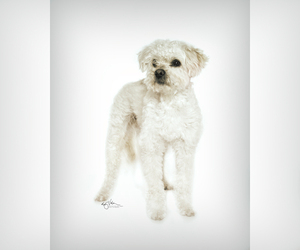 Poodle (Miniature)-Unknown Mix Dogs for adoption in Campbell, CA, USA