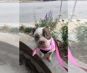 Mutt Dogs for adoption in Peoria, IL, USA