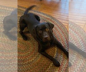 Labrador Retriever Dogs for adoption in Bellingham, WA, USA