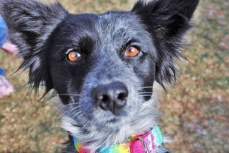 Border Collie Dogs for adoption in Gretna, NE, USA