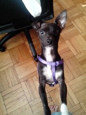 Medium Photo #1 Chihuahua-Unknown Mix Puppy For Sale in Whitestone, NY, USA