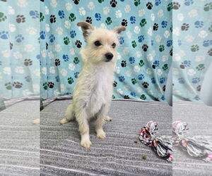 Mutt Dogs for adoption in Chico, CA, USA