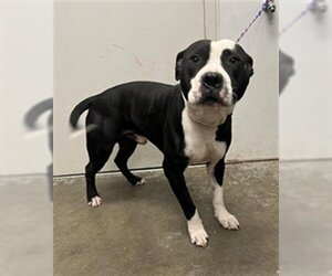 Medium Photo #1 Staffordshire Bull Terrier Puppy For Sale in Rosenberg, TX, USA