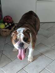 Bulldog Dogs for adoption in Odessa , FL, USA