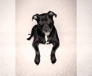 American Pit Bull Terrier-American Staffordshire Terrier Mix Dogs for adoption in Caldwell, NJ, USA