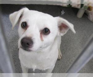 Chihuahua-Unknown Mix Dogs for adoption in Orange, CA, USA