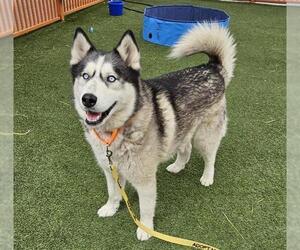 Siberian Husky-Unknown Mix Dogs for adoption in Las Vegas, NV, USA