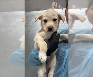 Mutt Dogs for adoption in Calgary, Alberta, Canada