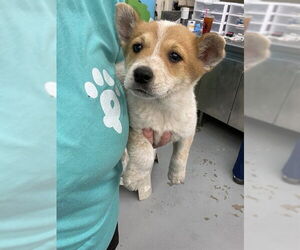 Mutt Dogs for adoption in Waco, TX, USA