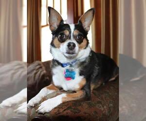Chi-Corgi Dogs for adoption in Mankato, MN, USA