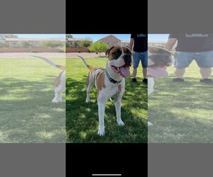 Masti-Bull Dogs for adoption in Chandler, AZ, USA