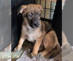 Mutt Dogs for adoption in Kansas City, MO, USA