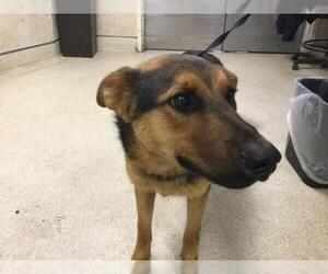 German Shepherd Dog Dogs for adoption in Riverside, CA, USA