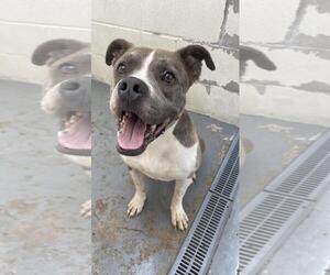 American Staffordshire Terrier Dogs for adoption in Corpus Christi, TX, USA