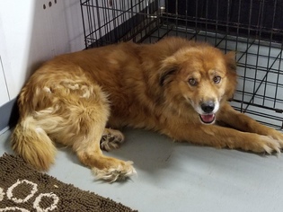 Golden Retriever Dogs for adoption in Mount Vernon, AR, USA