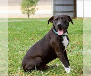 Borador Dogs for adoption in Troy, IL, USA