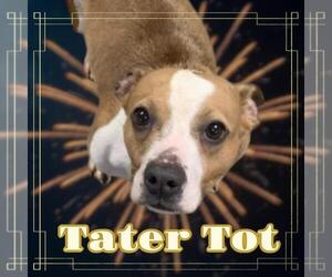 American Pit Bull Terrier-Dachshund Mix Dogs for adoption in Fairfield, IL, USA