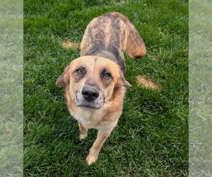 Collie-German Shepherd Dog Mix Dogs for adoption in Lakewood, CO, USA