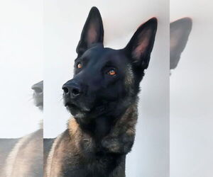 Mutt Dogs for adoption in Pasadena, CA, USA