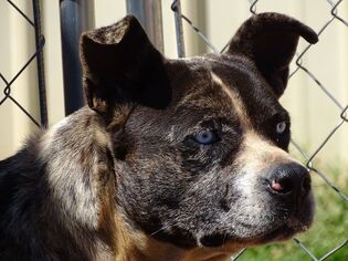 Catahoula Leopard Dog Dogs for adoption in Athens, AL, USA