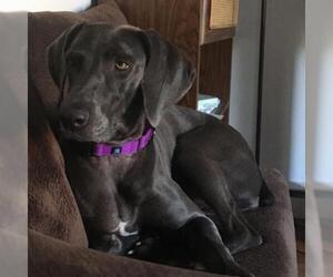 Weimaraner Dogs for adoption in Pendleton, NY, USA