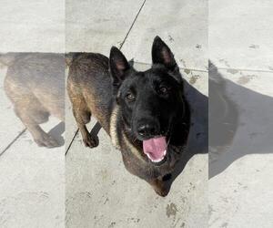 Mutt Dogs for adoption in Incline Village, NV, USA