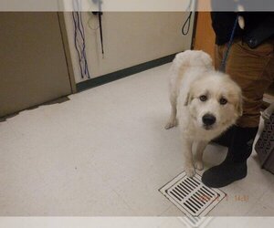 Great Pyrenees Dogs for adoption in Oroville, CA, USA