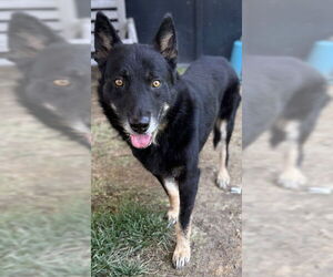 Medium Photo #1 German Shepherd Dog Puppy For Sale in Riverside, CA, USA