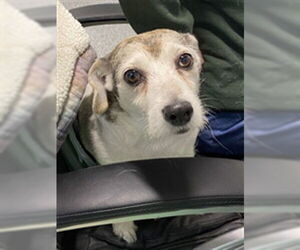 Mutt Dogs for adoption in Westminster, MD, USA