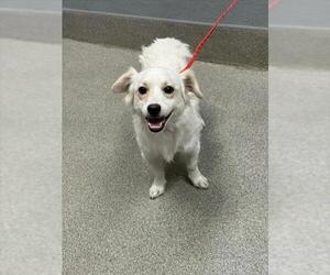 Dachshund-Unknown Mix Dogs for adoption in Las Vegas, NV, USA