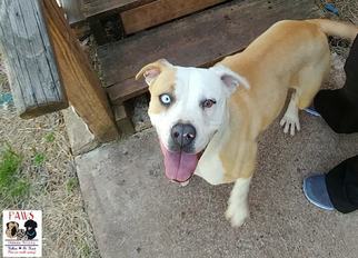 American Bulldog Dogs for adoption in Killeen, TX, USA