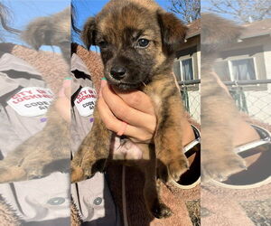 Mutt Dogs for adoption in Grafton, WI, USA
